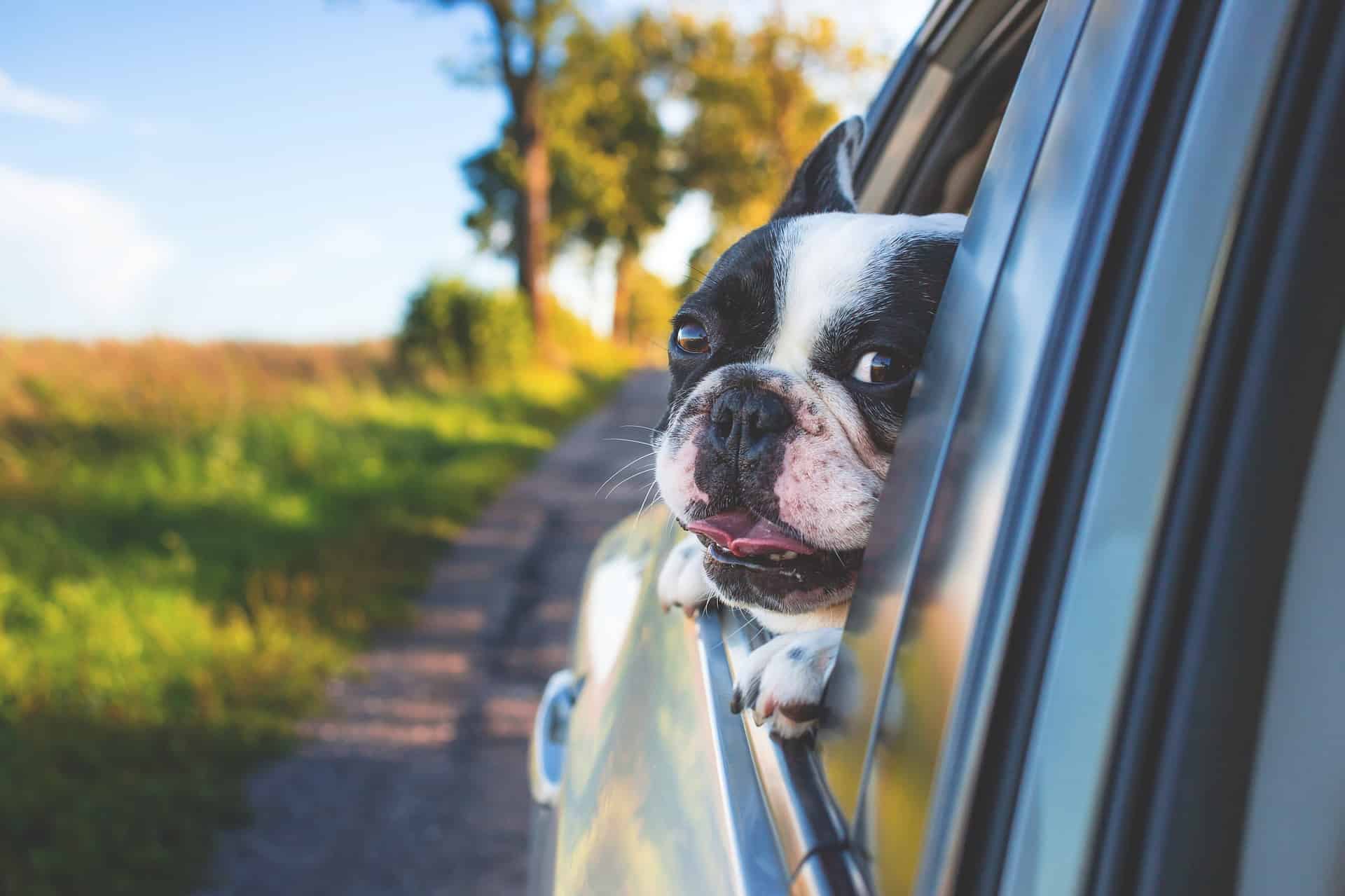 Sådan tager du hunden med på Dansk Bilforhandler